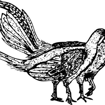 BIRD057 Thumbnail