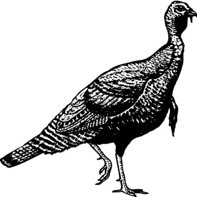 BIRD072 Thumbnail
